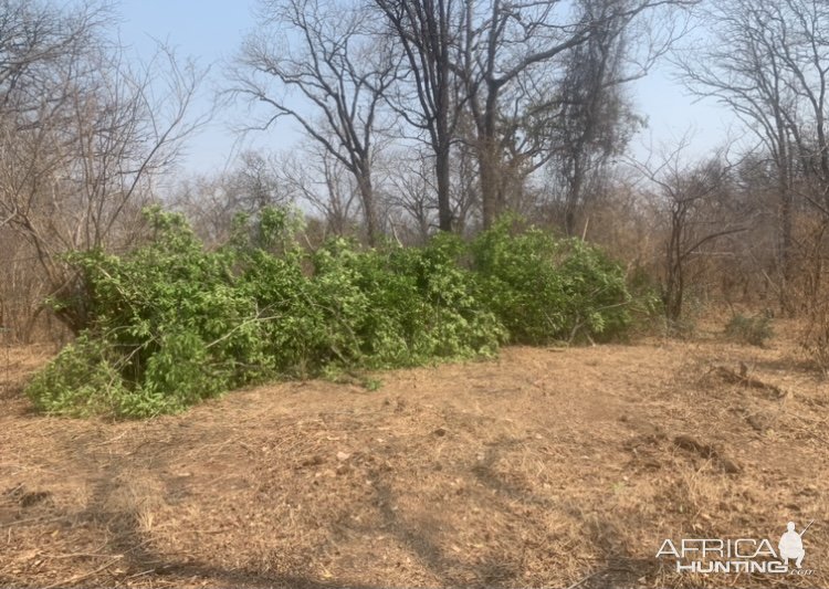 Building Hunting Blind Zimbabwe