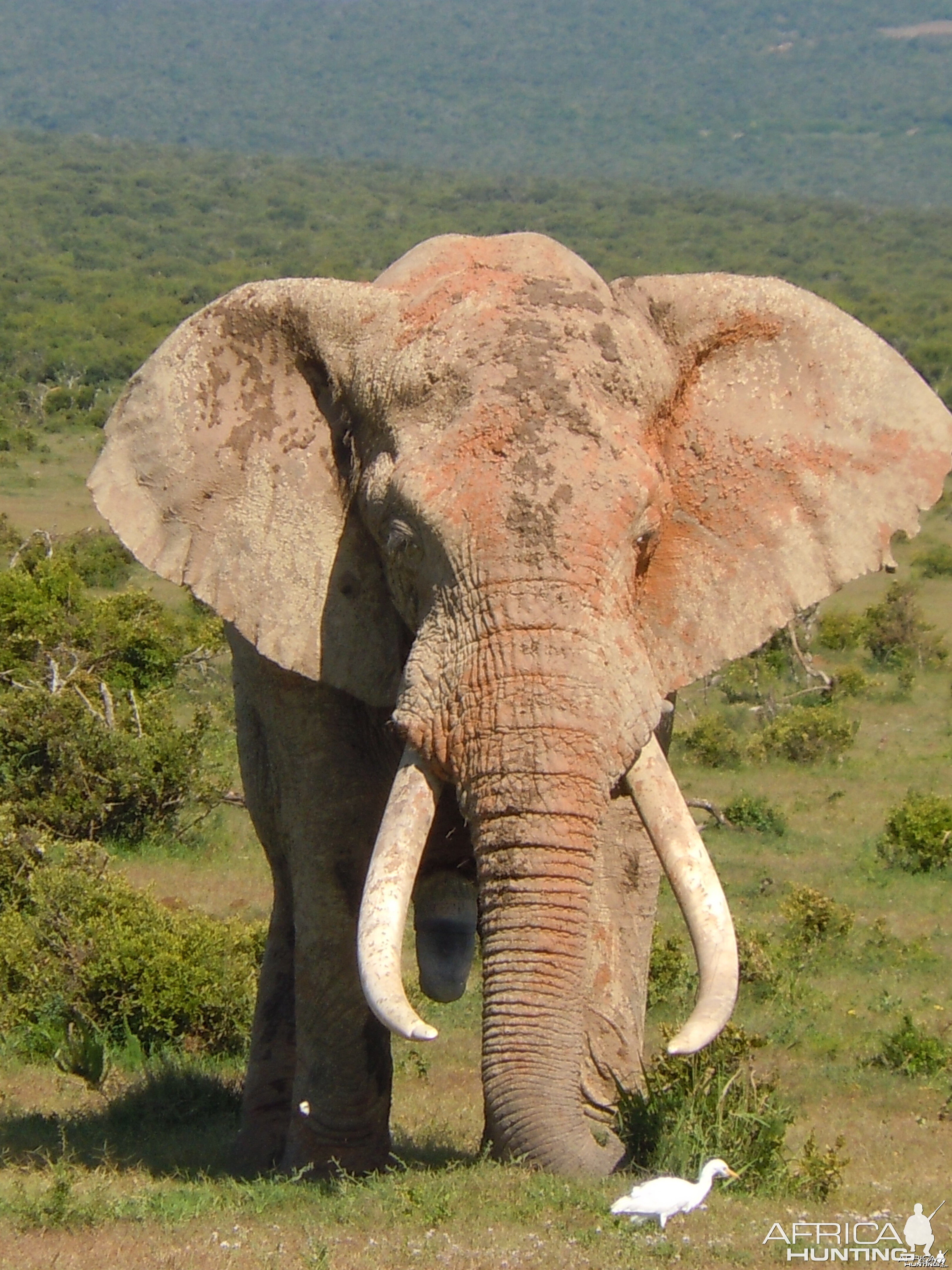 Bull Elephant ADDO Park