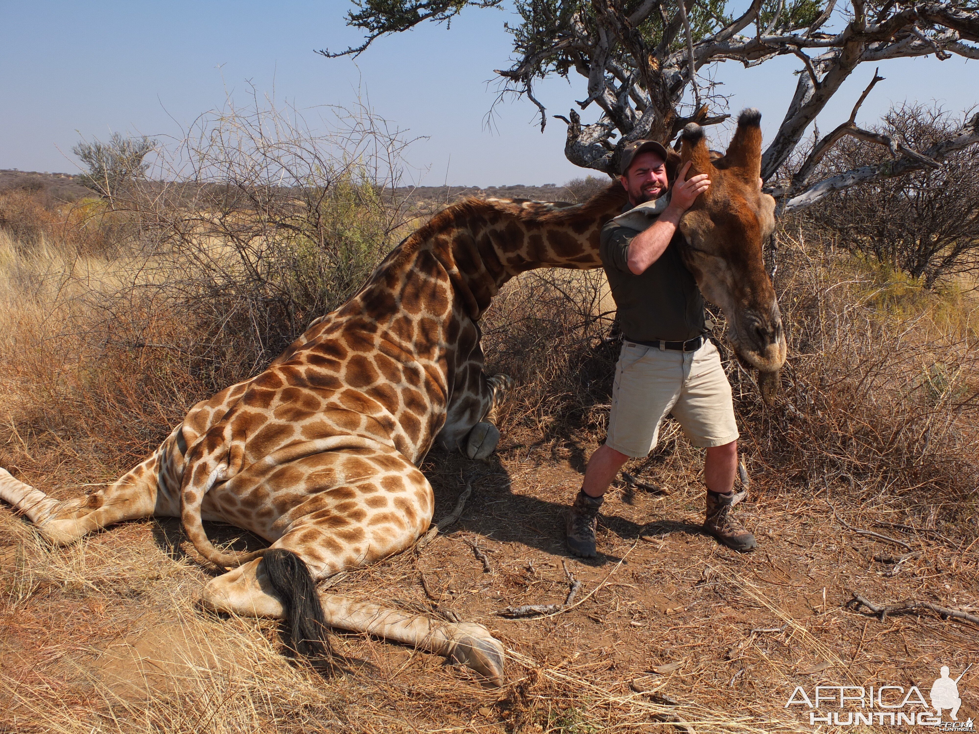 Bull Giraffe Namibia 2012