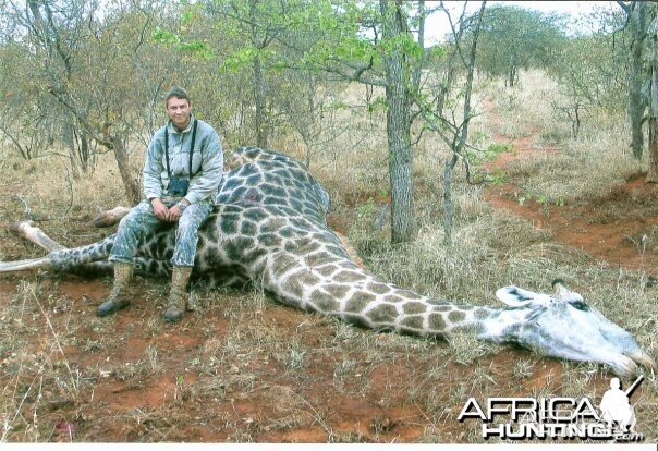 Bull Giraffe, Zimbabwe