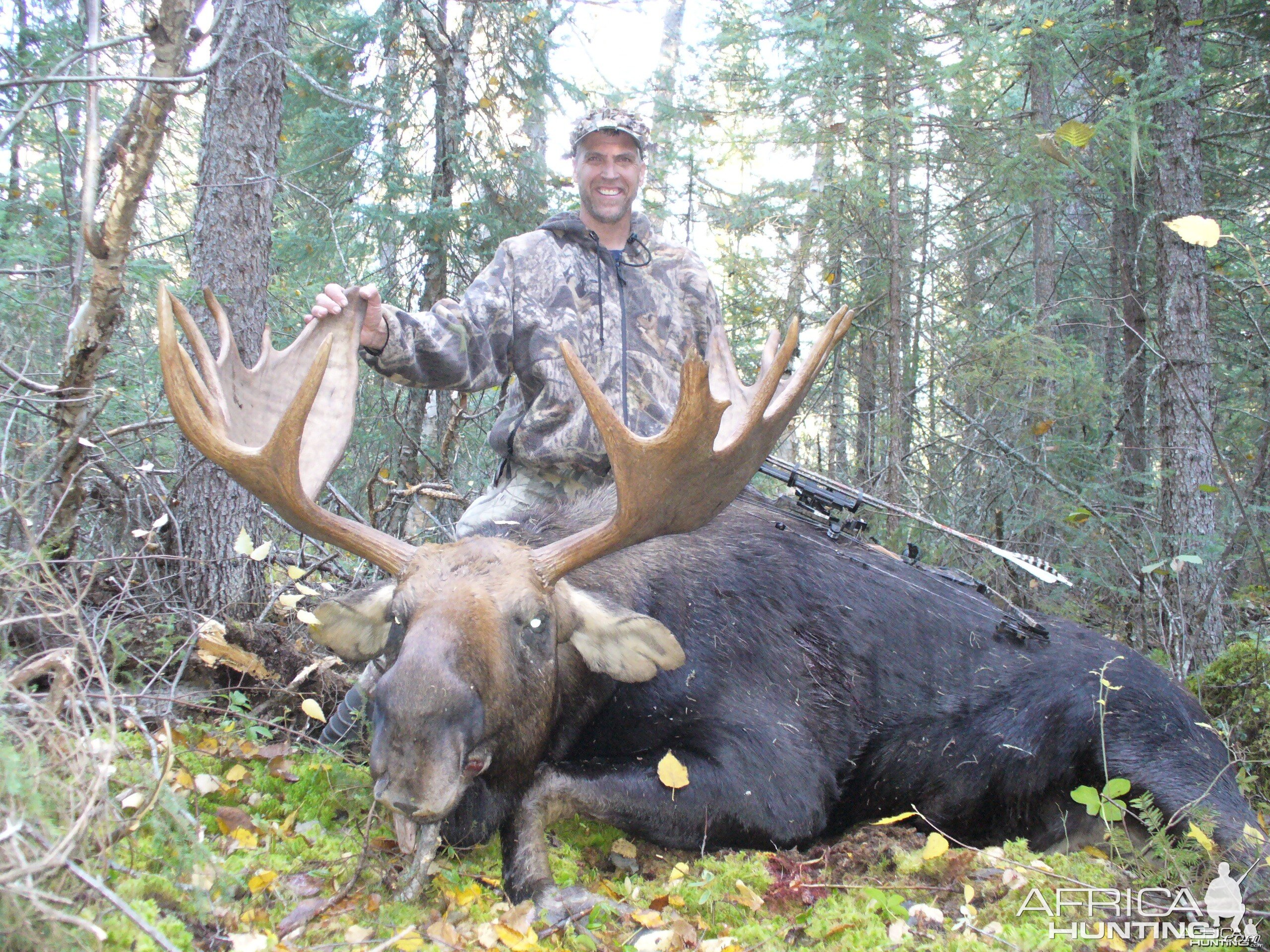 Bull Moose