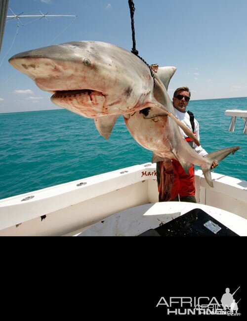 Bull Shark