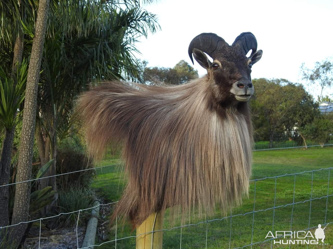 Bull Tahr Wall Pedestal Mount Taxidermy