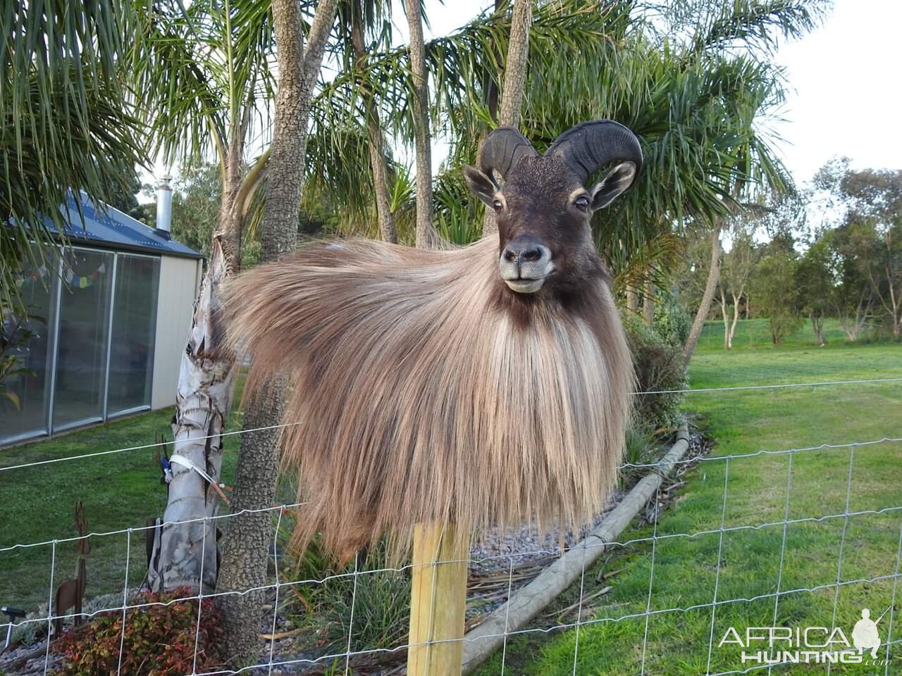 Bull Tahr Wall Pedestal Mount Taxidermy