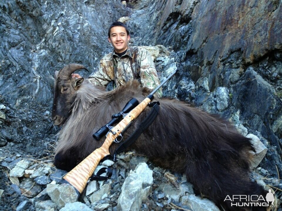 Bull Tahr