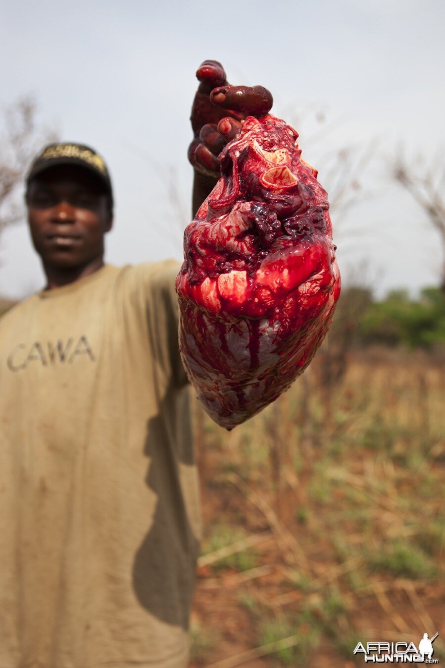 Bullet hole in Buffalo heart