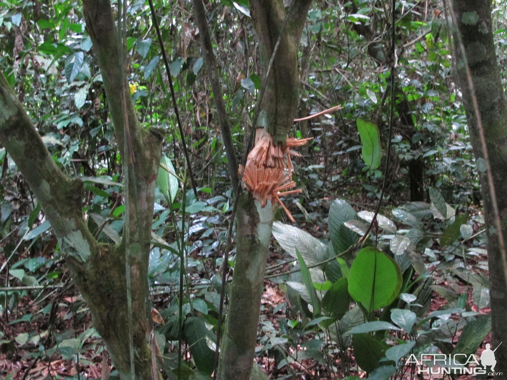 Bullet passed through in the tree Cameroon