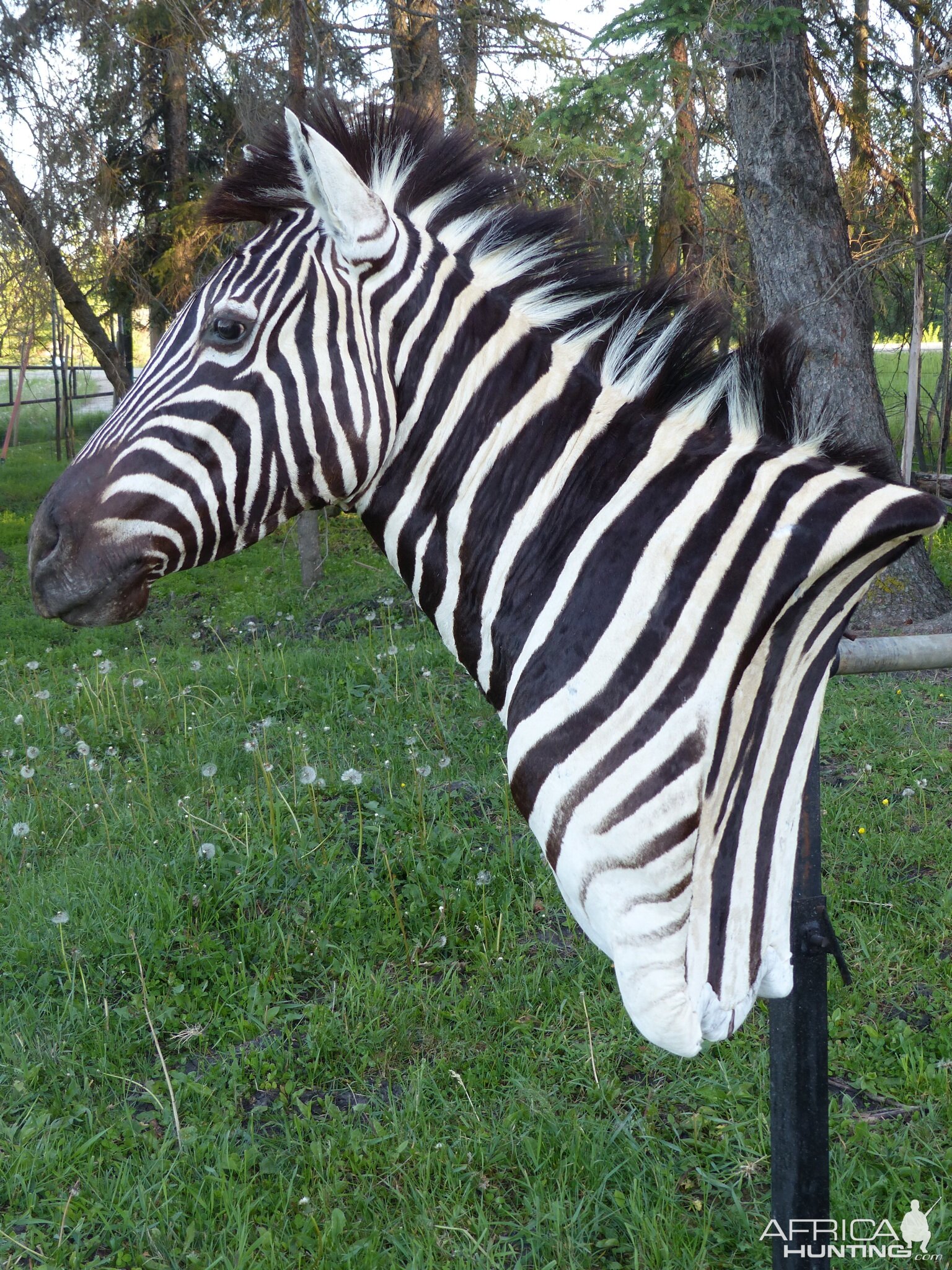 Burchell’s Plain Zebra Shoulder Mount Taxidermy