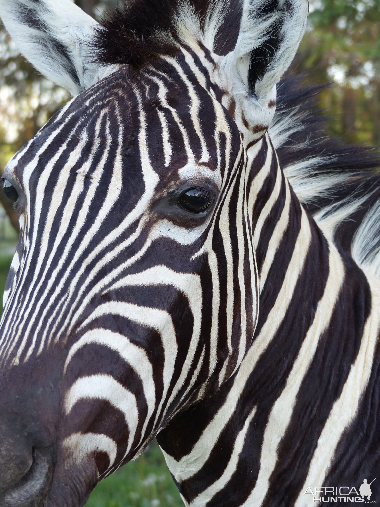 Burchell’s Plain Zebra Shoulder Mount Taxidermy