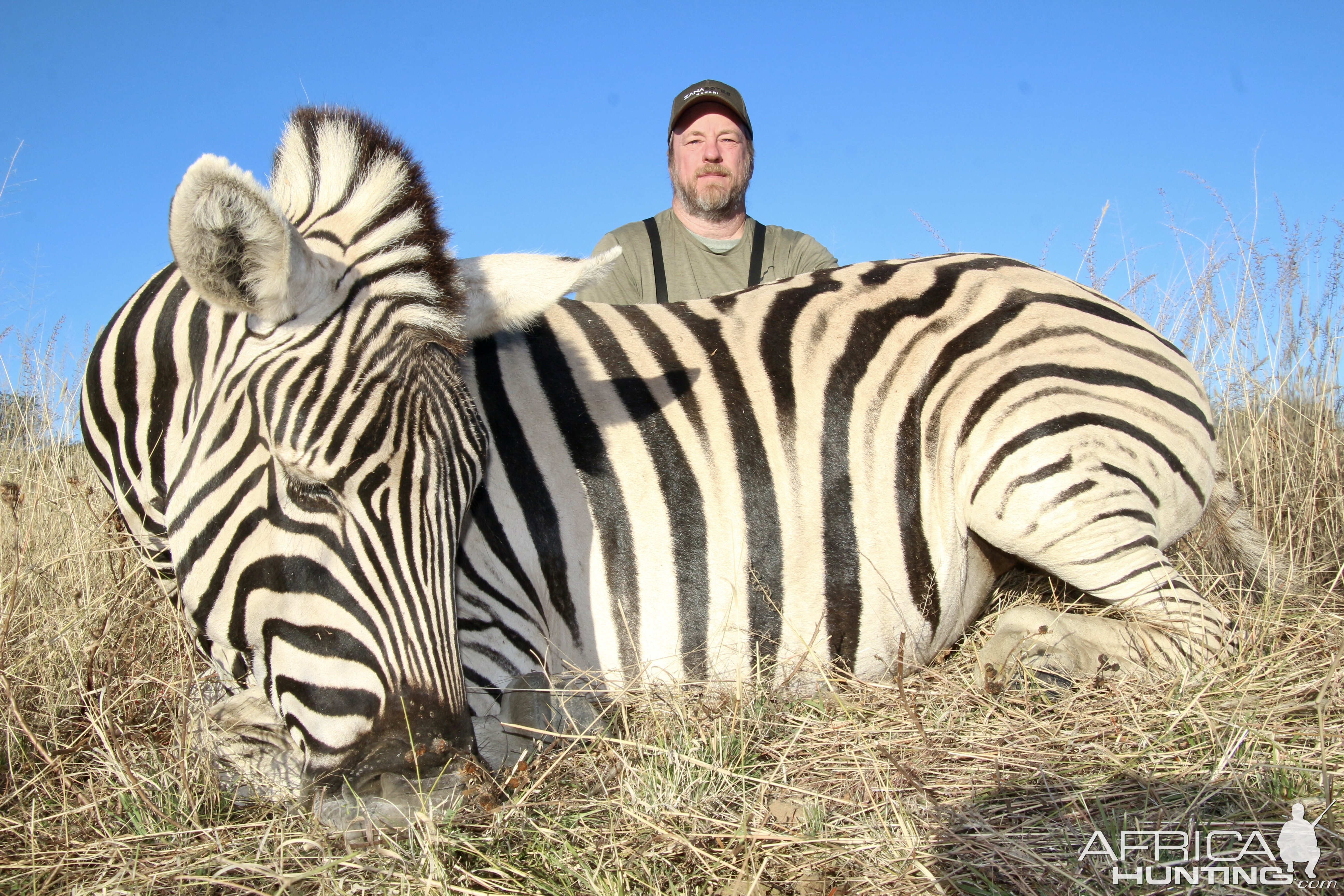 Burchell Zebra Hunt Namibia