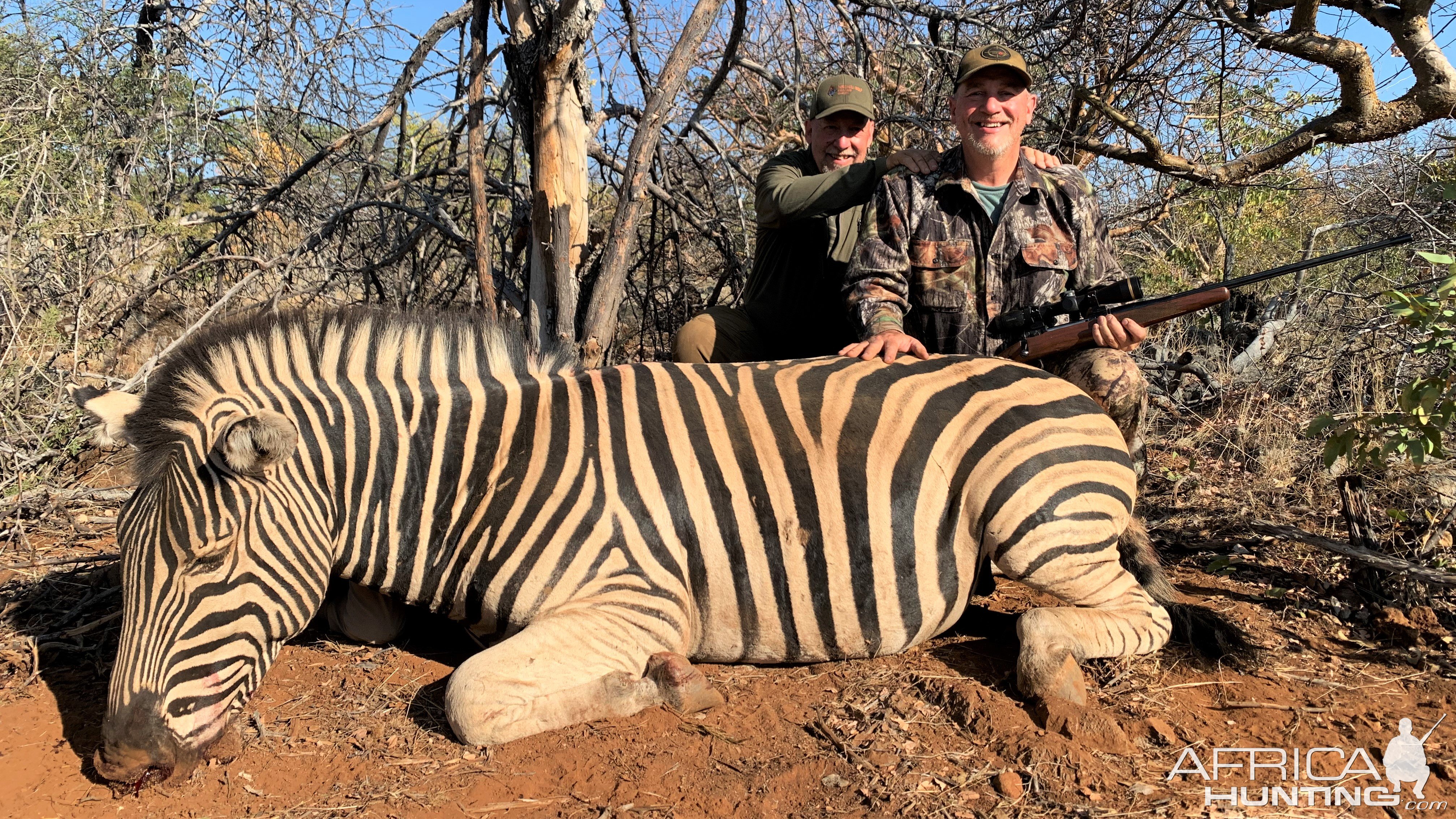 Burchell Zebra Hunt Namibia