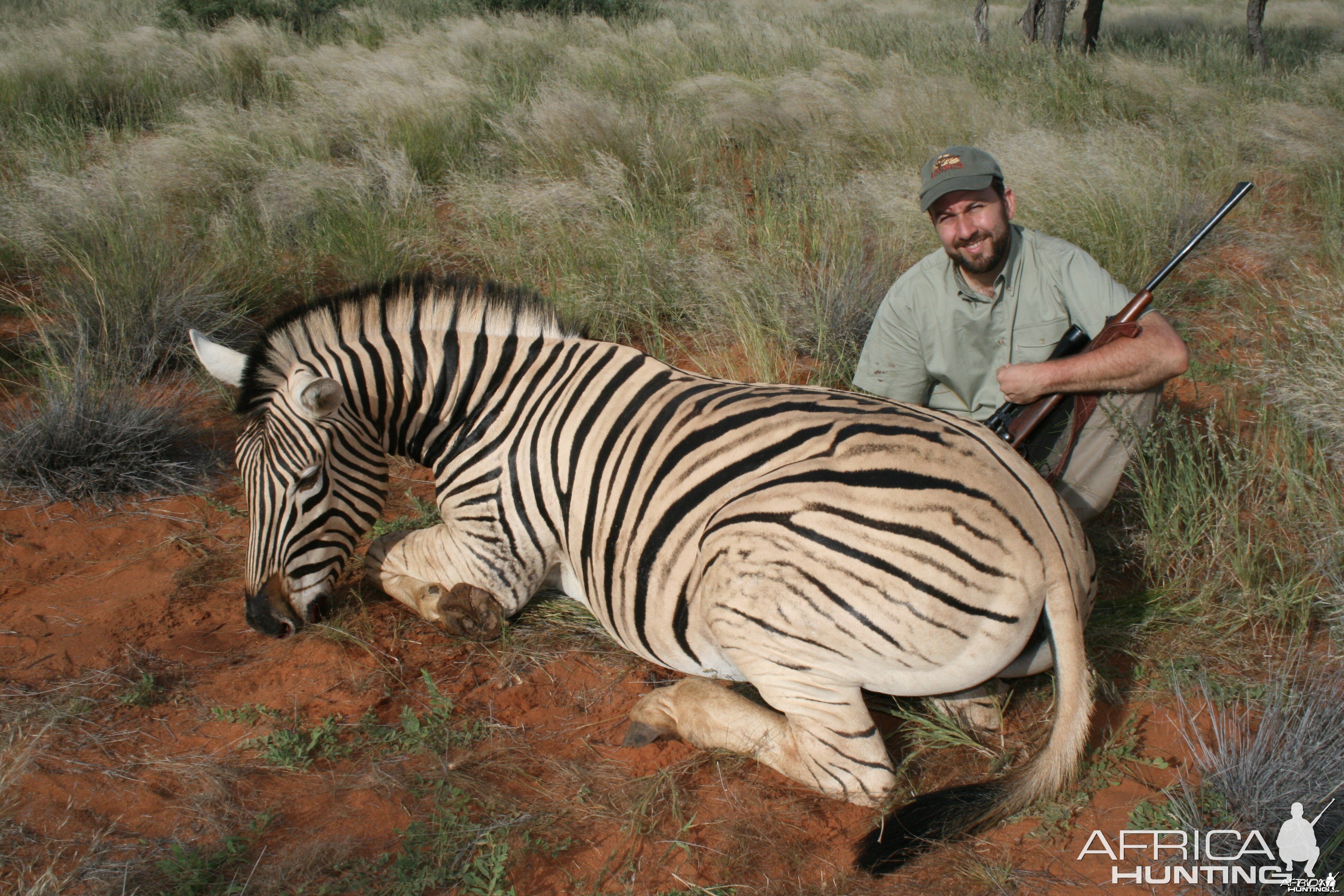 Burchell Zebra, Kalahari