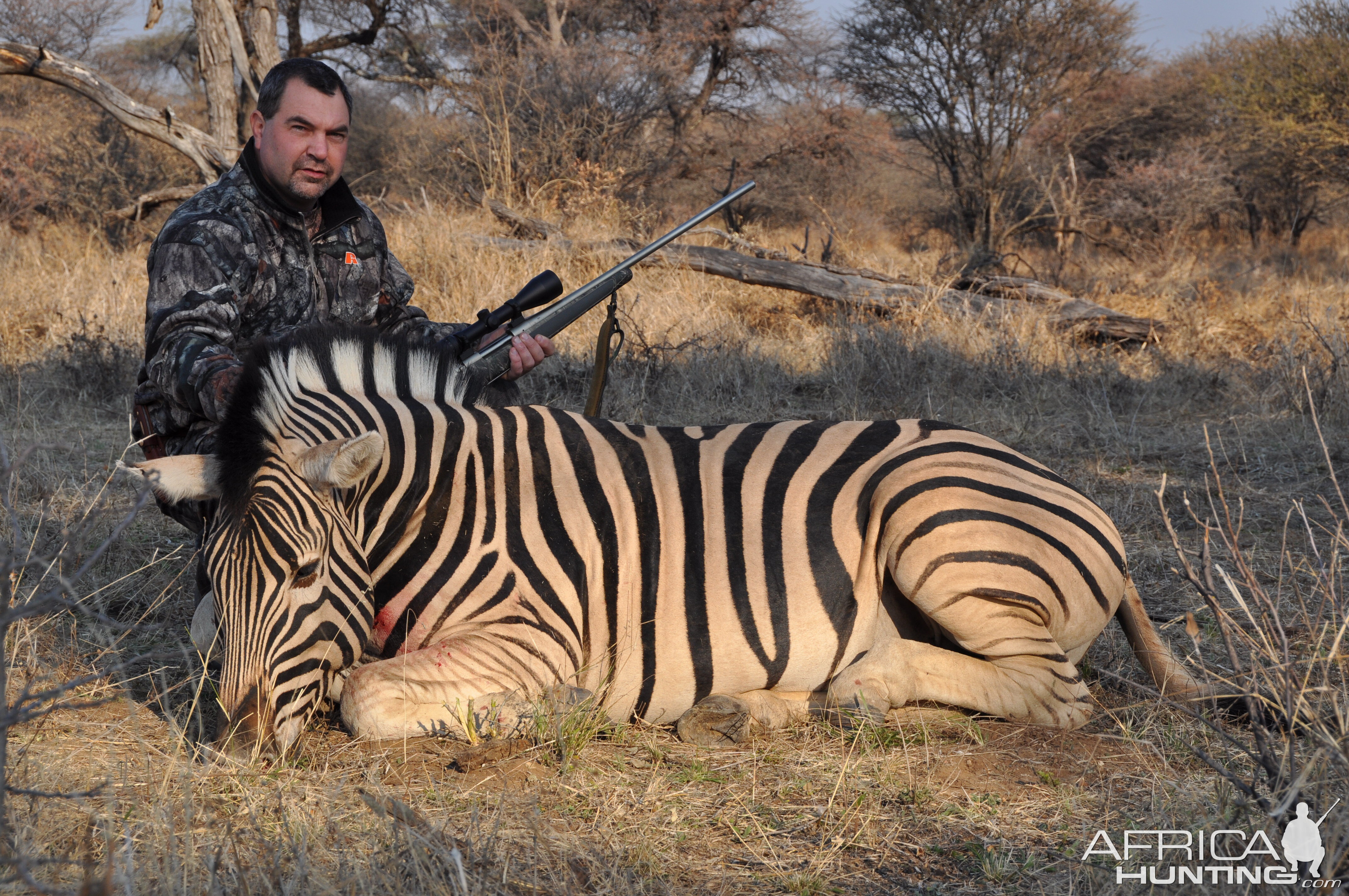 Burchell Zebra Namibia Hunt