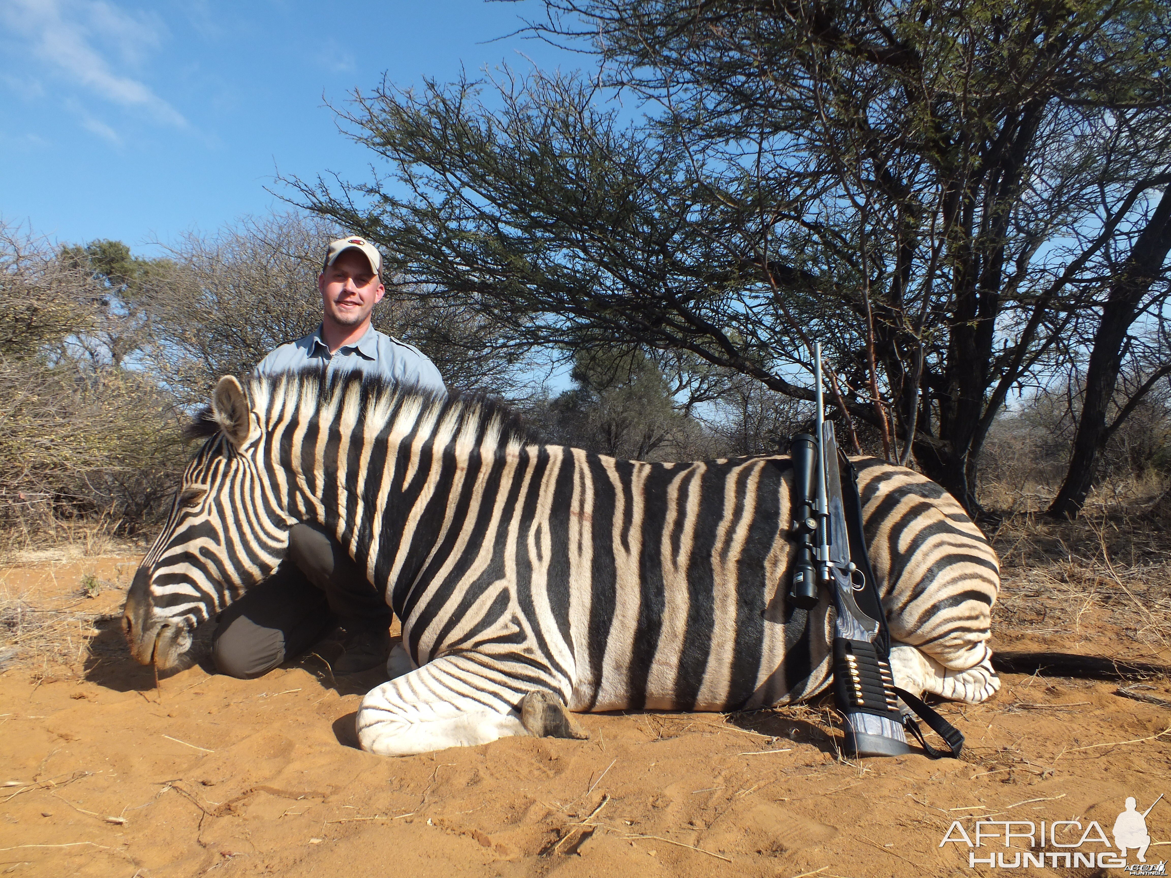 Burchell Zebra