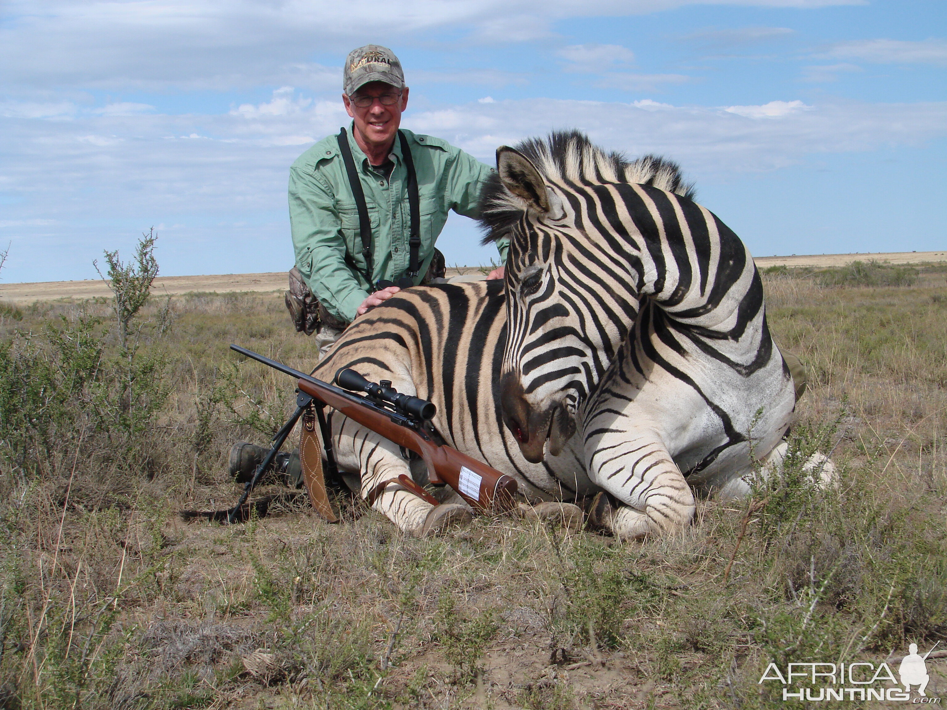 Burchell Zebra