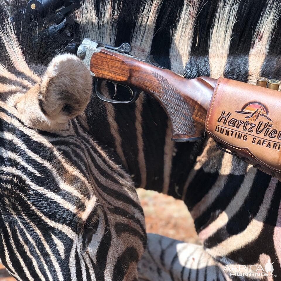 Burchell's Mountain Zebra Hunting South Africa