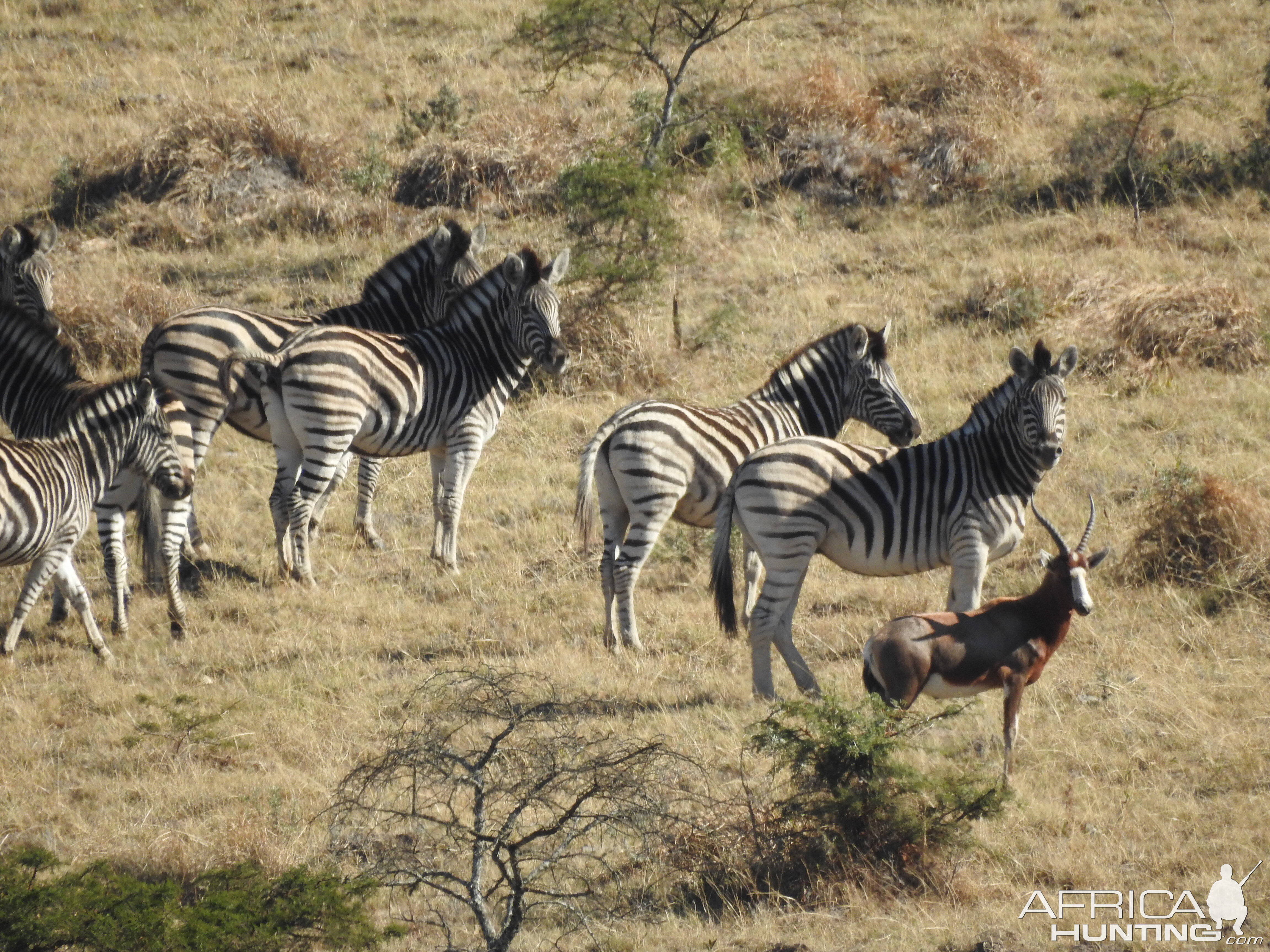 Burchell's Plain Zebra & Blesbok South Africa