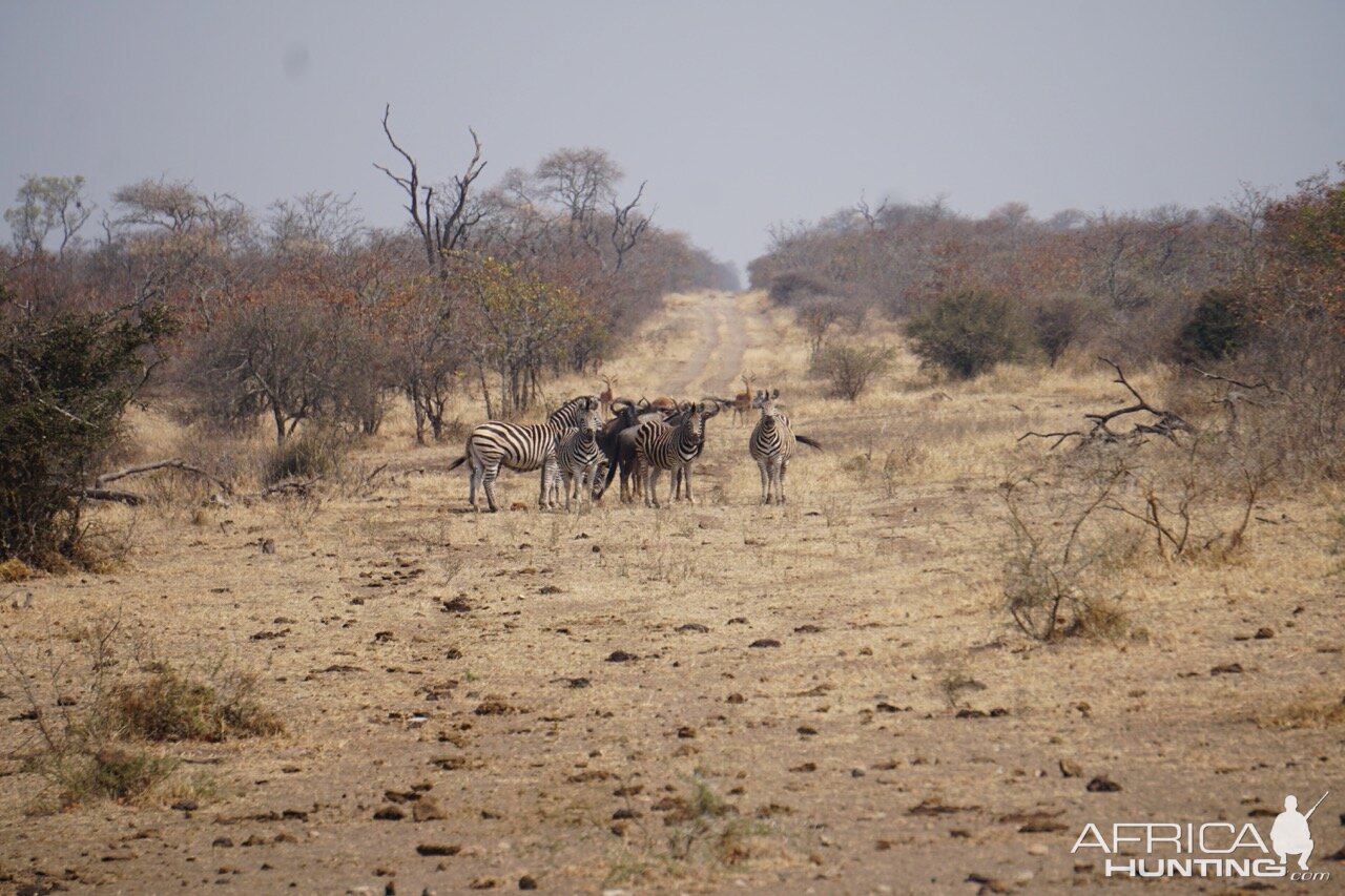 Burchell's Plain Zebra,  Blue Wildebeest & Impala Zimbabwe