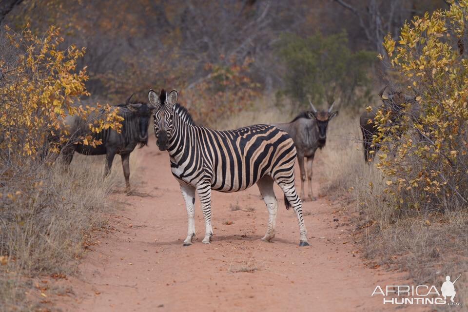 Burchell's Plain Zebra & Blue Wildebeest South Africa