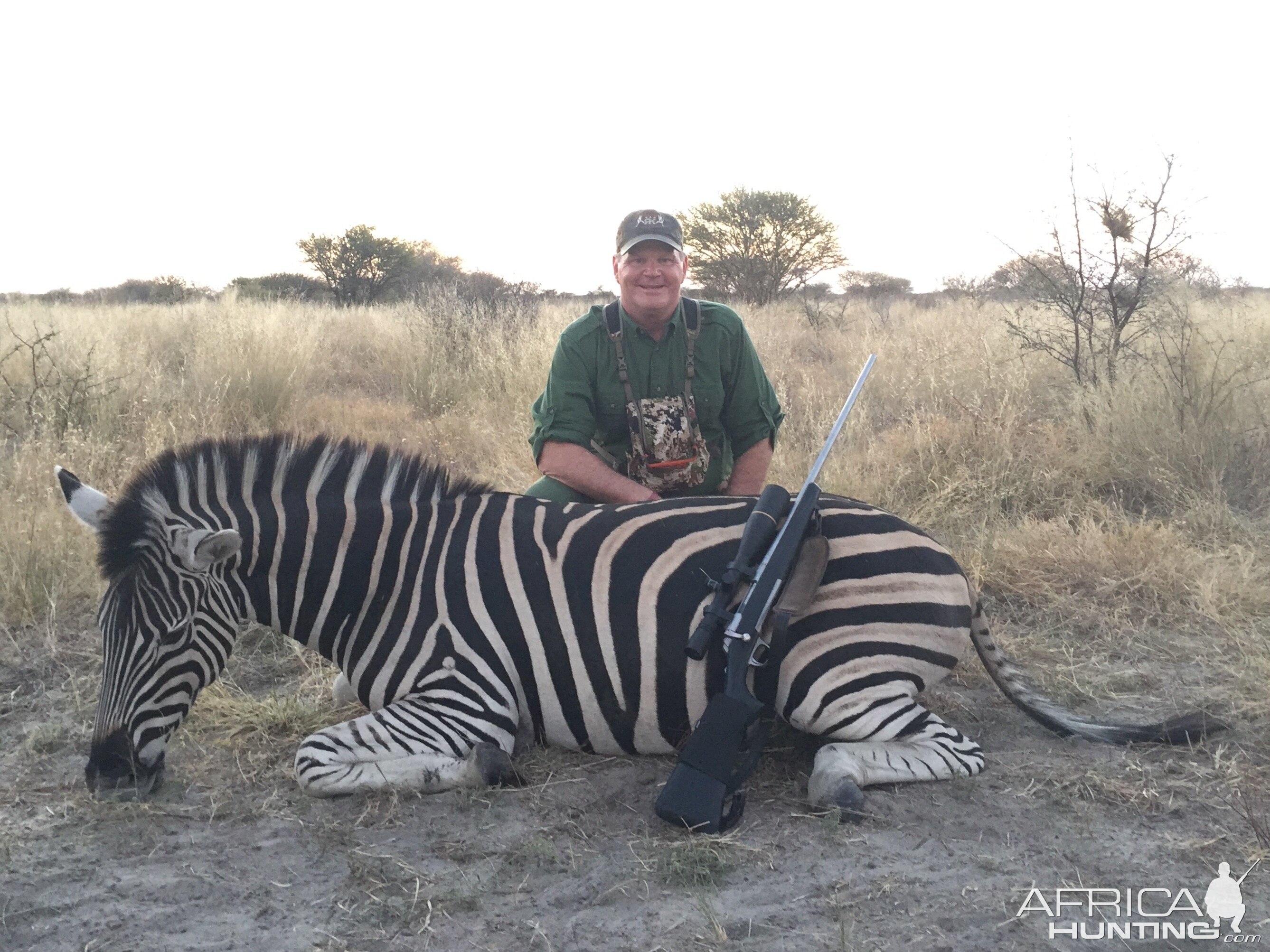 Burchell's Plain Zebra Botswana Hunt