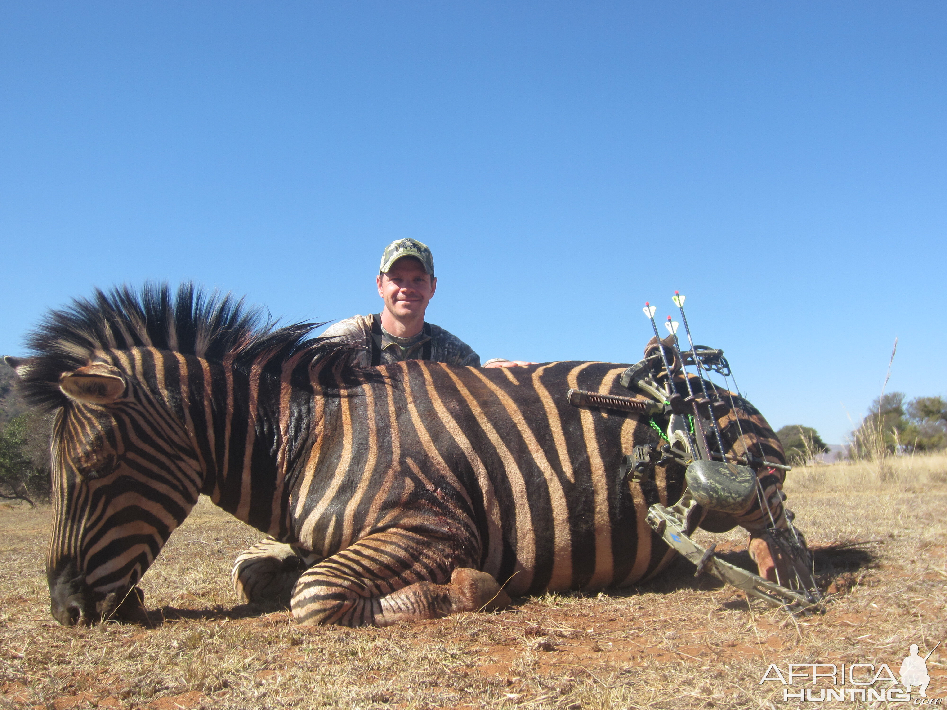 Burchell's Plain Zebra Bow Hunting