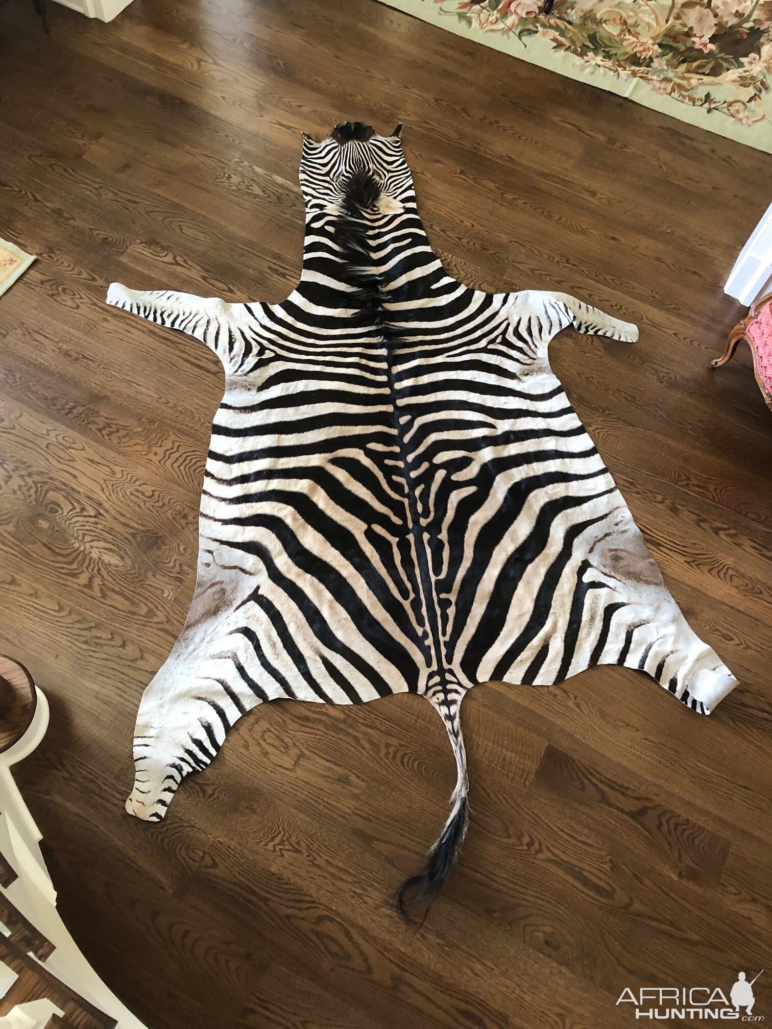 Burchell's Plain Zebra Flatskin Taxidermy