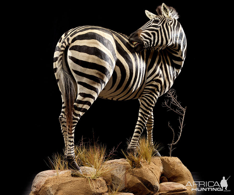 Burchell's Plain Zebra Full Mount Taxidermy