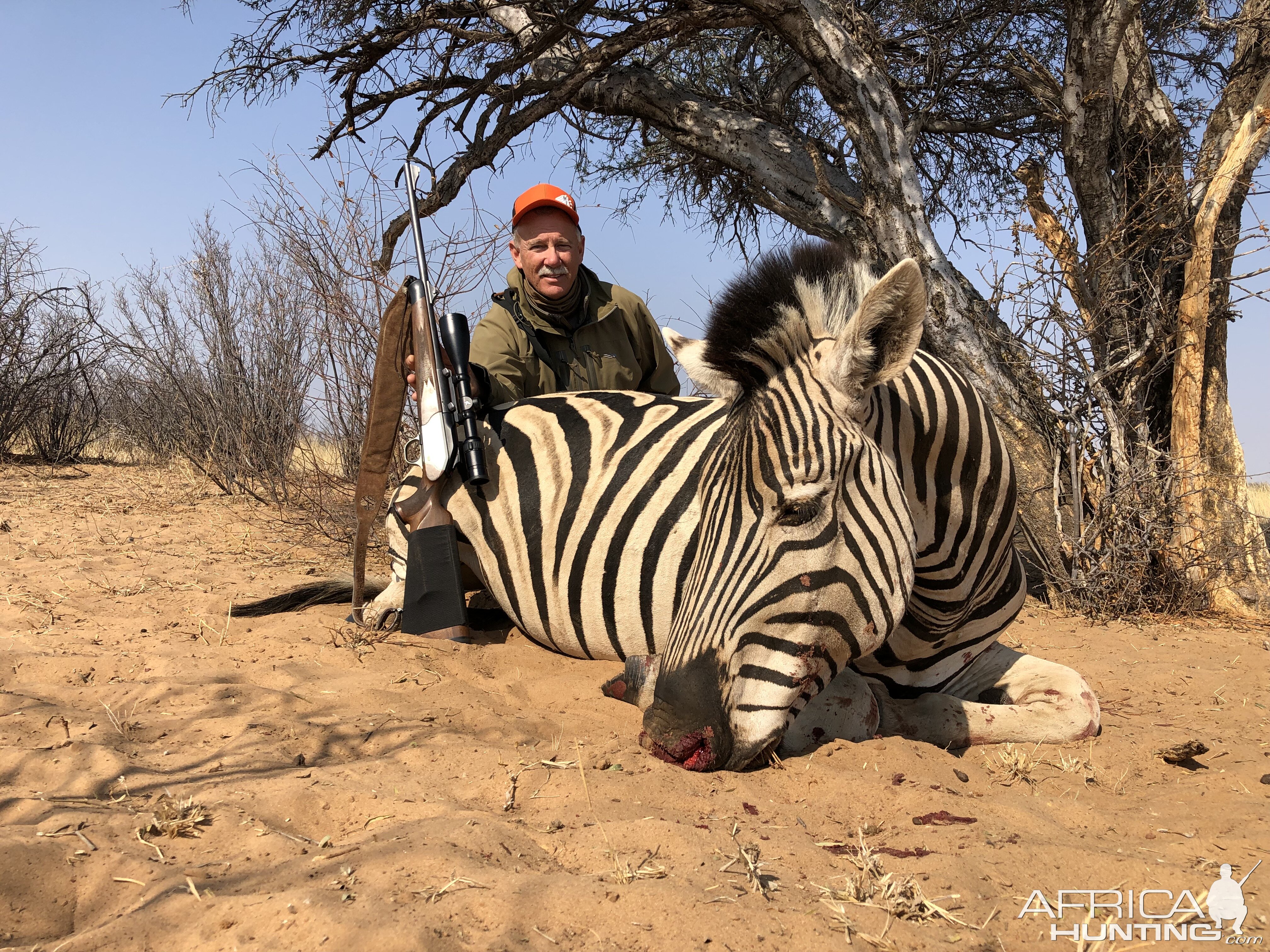 Burchell's Plain Zebra Hunt Botswana