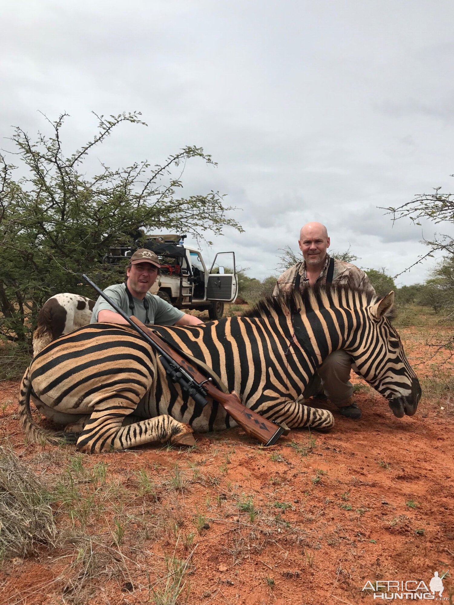 Burchell's Plain Zebra Hunt in South Africa