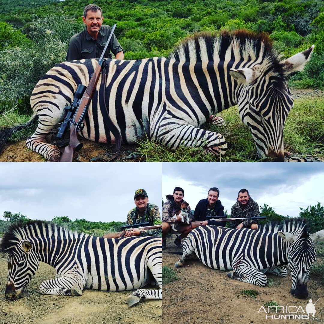 Burchell's Plain Zebra Hunt in South Africa