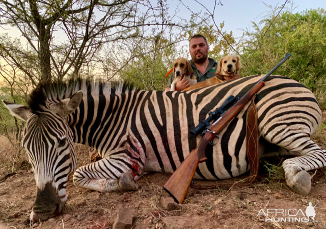 Burchell's Plain Zebra Hunt South Africa