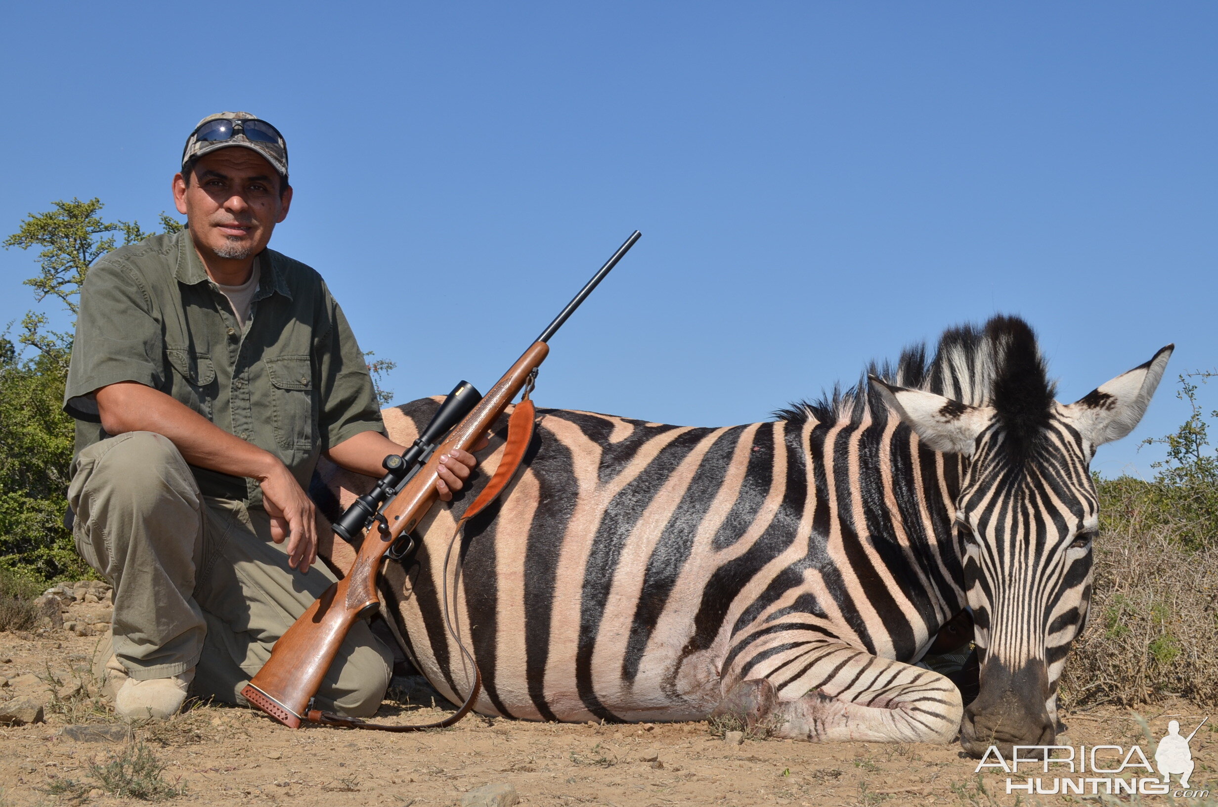 Burchell's Plain Zebra Hunt South Africa