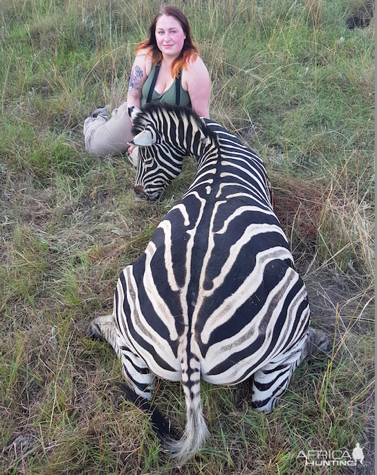 Burchell's Plain Zebra Hunt South Africa