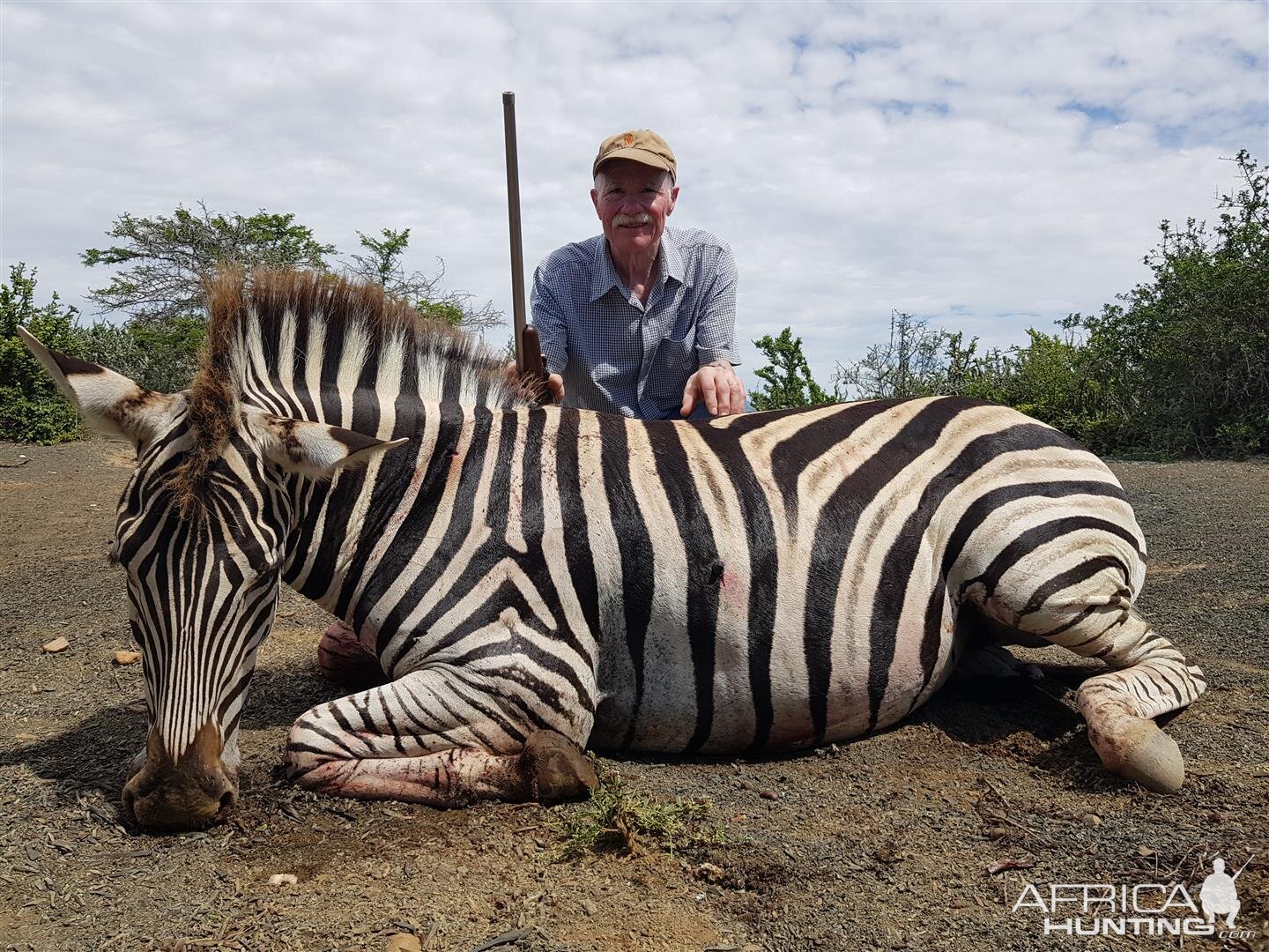 Burchell's Plain Zebra Hunt South Africa