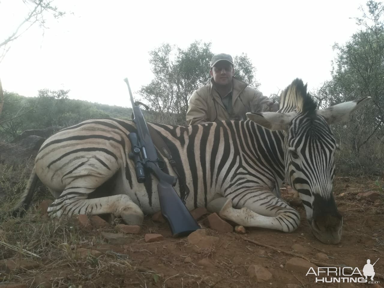 Burchell's Plain Zebra Hunt South Africa