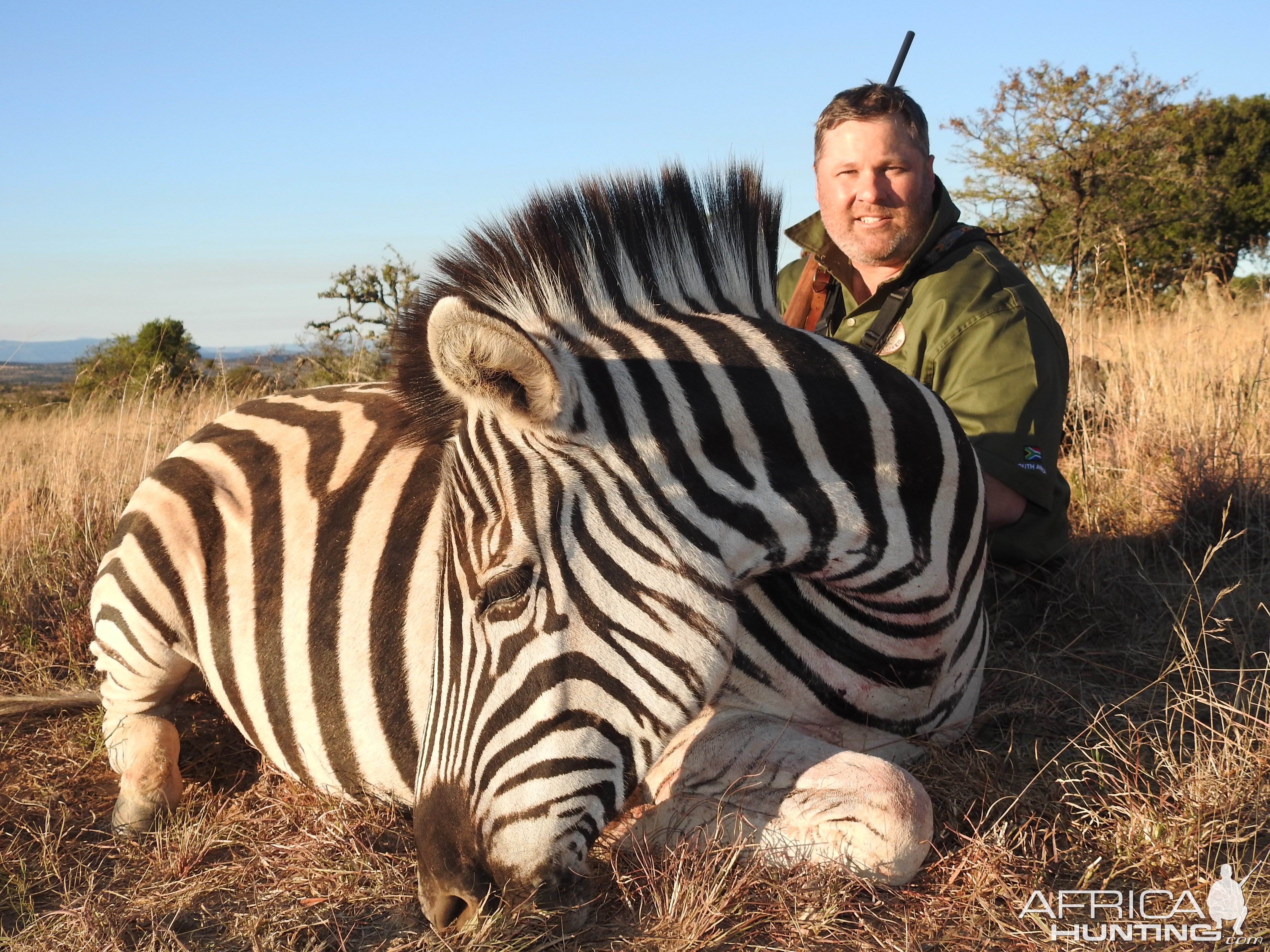 Burchell's Plain Zebra Hunt South Africa