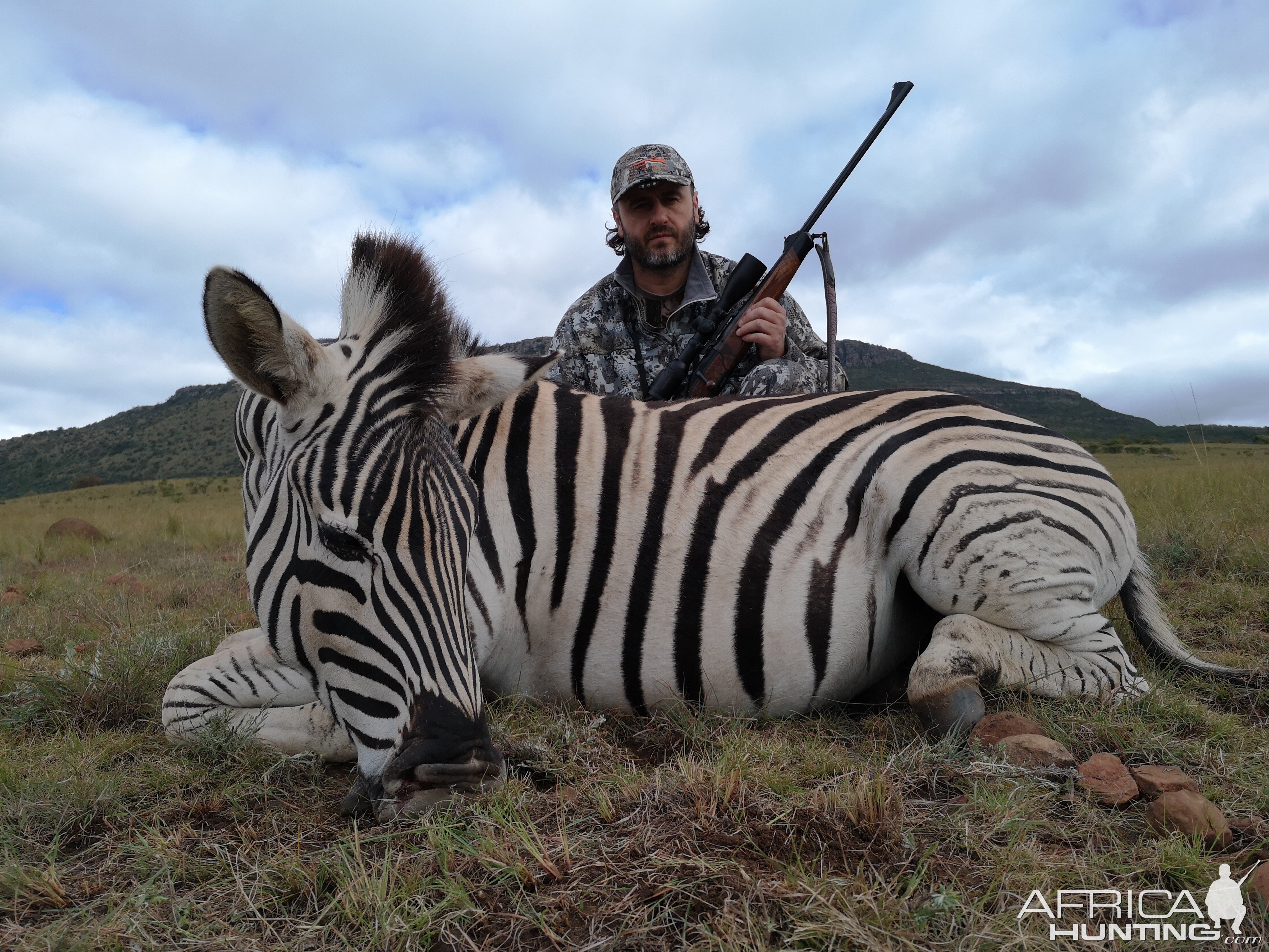 Burchell's Plain Zebra Hunt South Africa