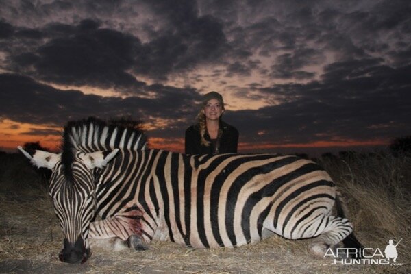 Burchell's Plain Zebra Hunt South Africa