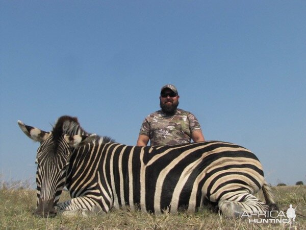 Burchell's Plain Zebra Hunt South Africa