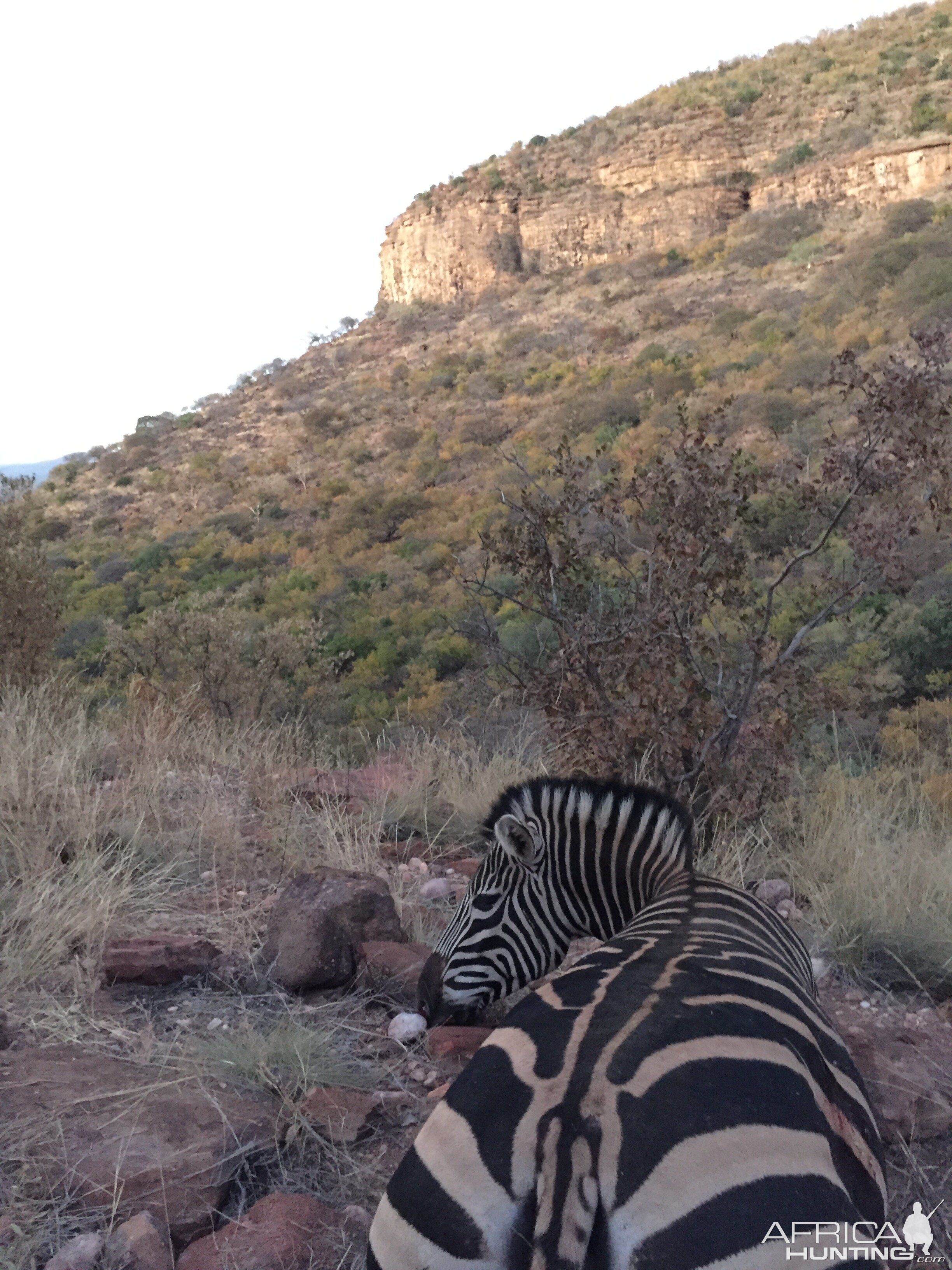 Burchell's Plain Zebra Hunt South Africa