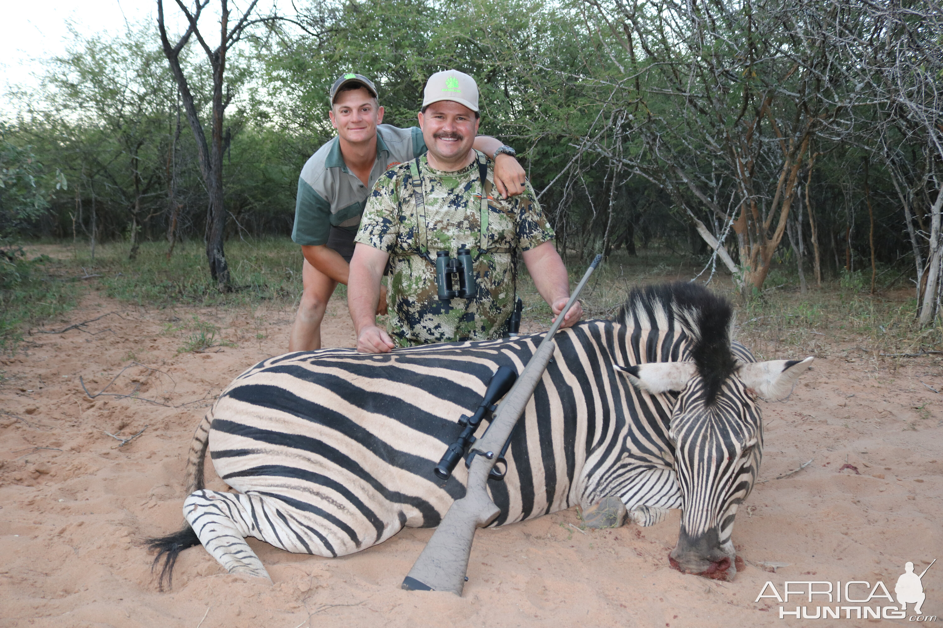 Burchell's Plain Zebra Hunt South Africa