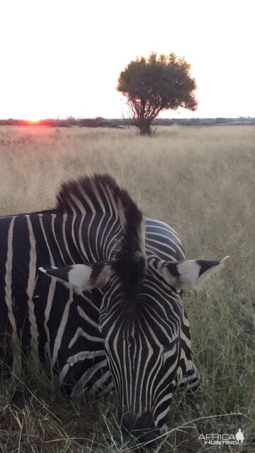 Burchell's Plain Zebra Hunt South Africa