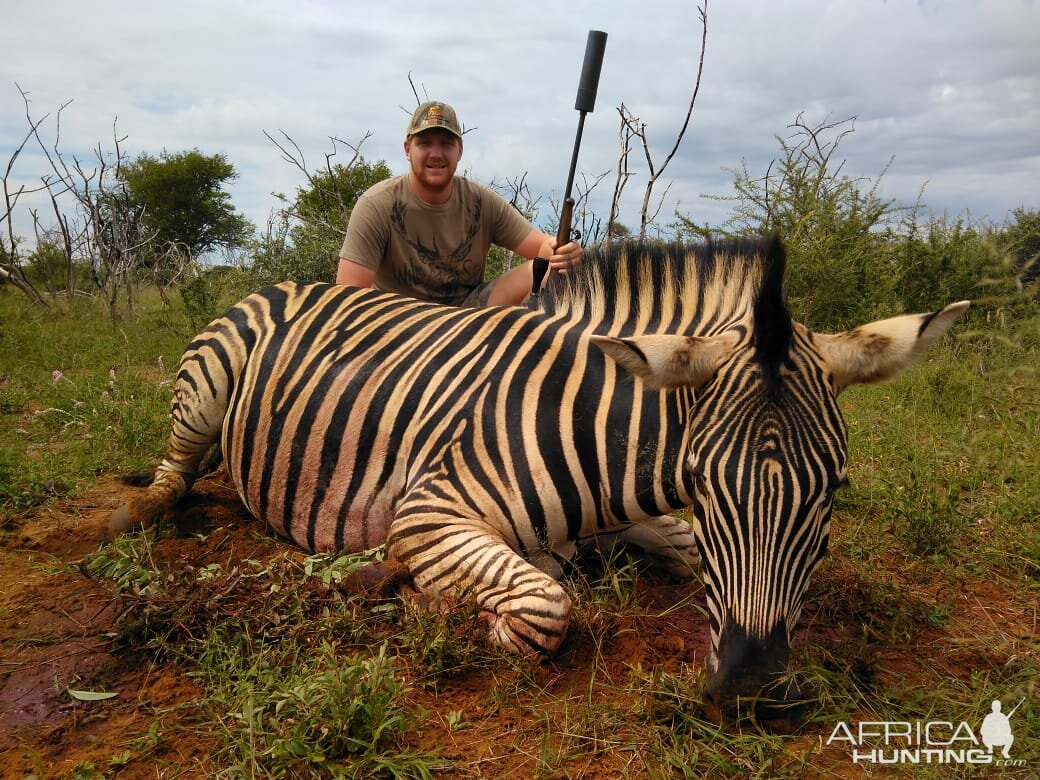 Burchell's Plain Zebra Hunt South Africa