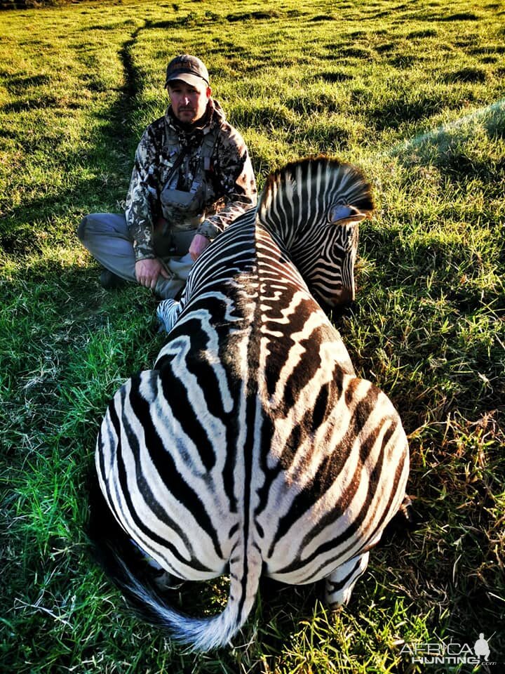 Burchell's Plain Zebra Hunt South Africa