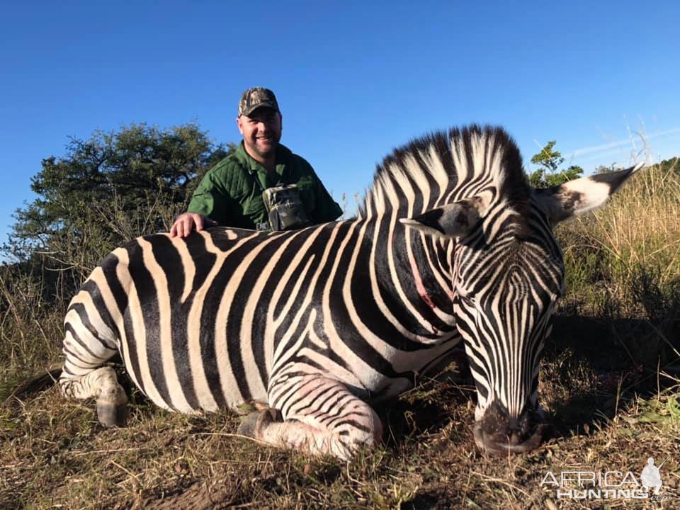 Burchell's Plain Zebra Hunt South Africa