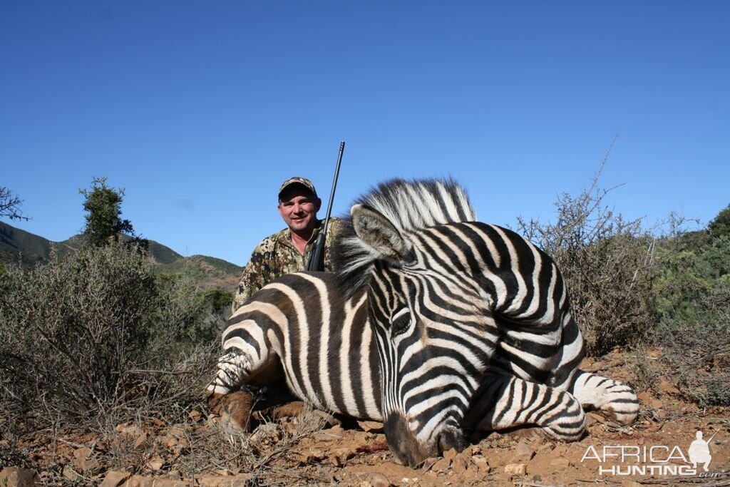 Burchell's Plain Zebra Hunt South Africa