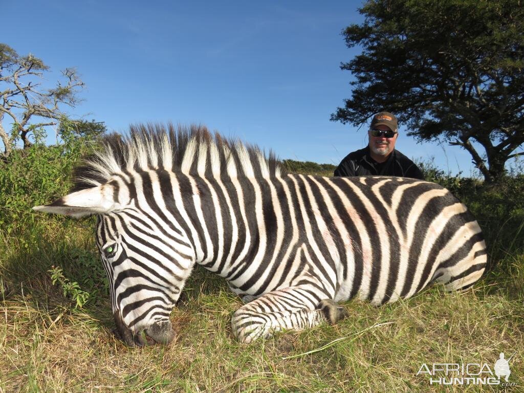 Burchell's Plain Zebra Hunt South Africa