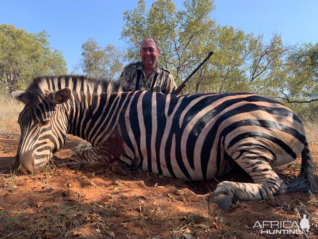 Burchell's Plain Zebra Hunt South Africa