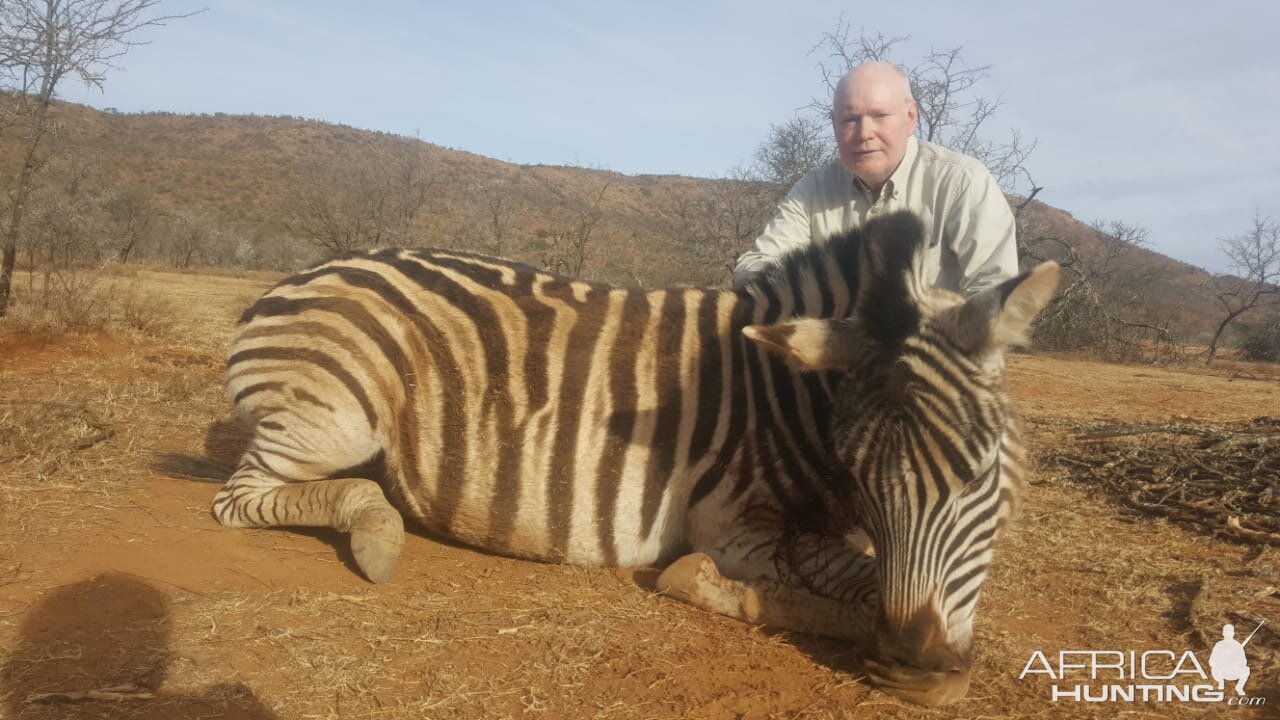 Burchell's Plain Zebra Hunt South Africa