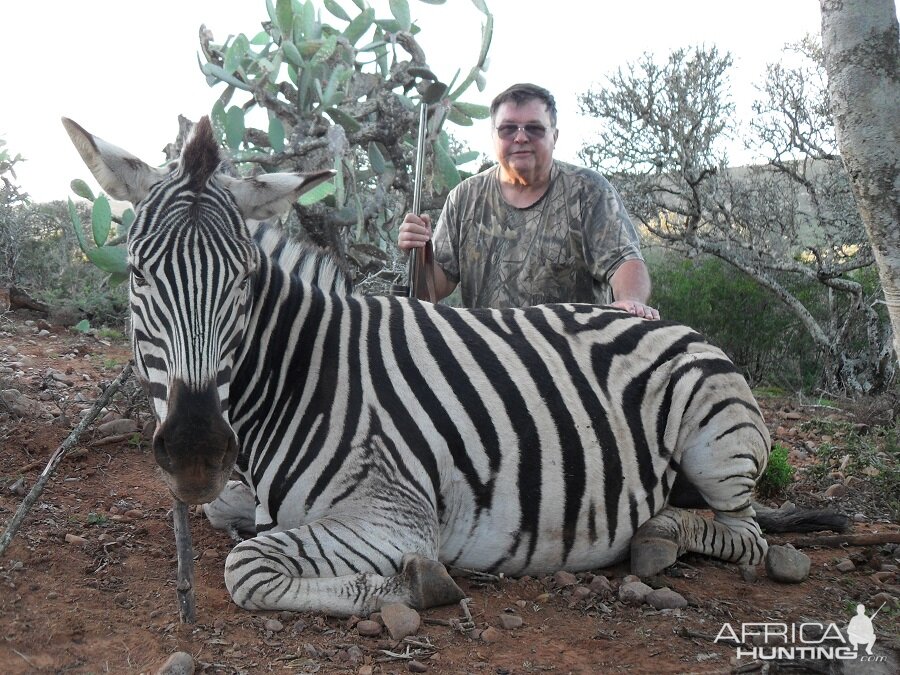 Burchell's Plain Zebra Hunt South Africa